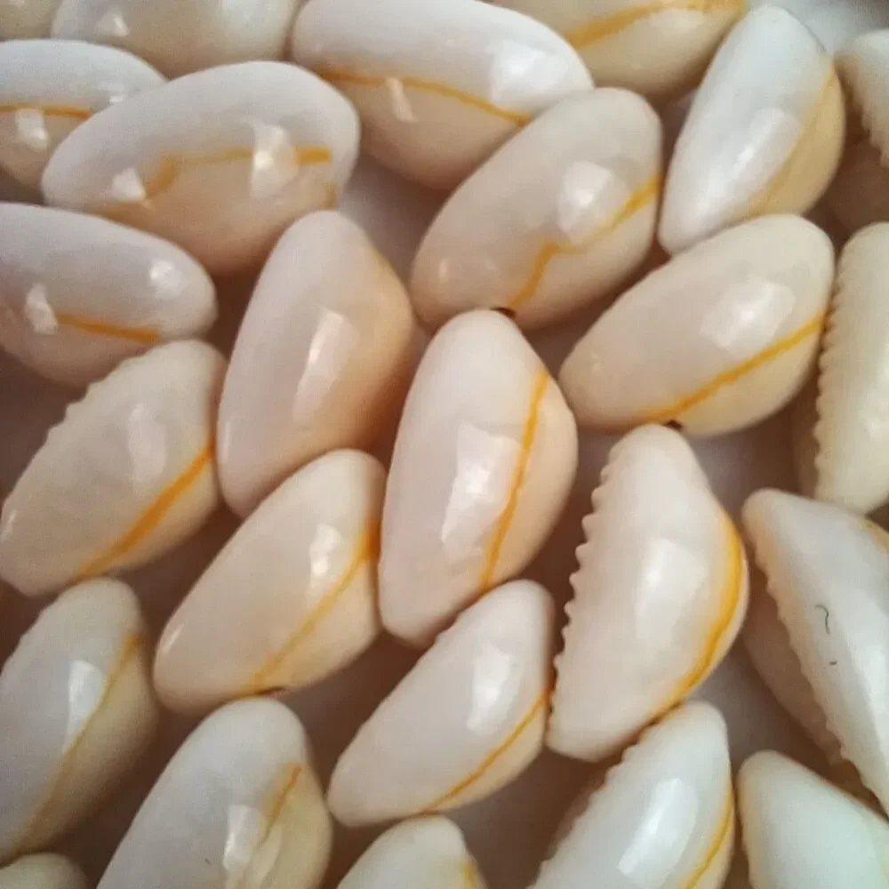 Hexagonal  COWRIE PUKA SEASHELL Placemat Trivet  Handmade Beach Decor 9 X 9